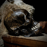 Human skull with mandible