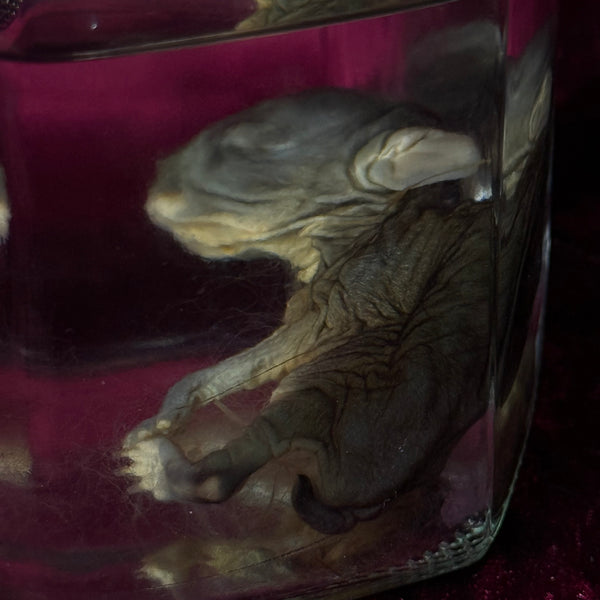 Wet Specimen “Juvenile Rabbit Kit”