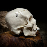 Human child skull