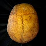 Item 9. Human skull with mandible