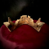 A mandible