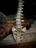 Articulated human spine
