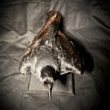 Item 2. Taxidermy jackdaw