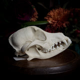 Dog Skull - A Male “Corgi”