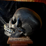 Item 2. Brass tooth skull