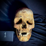 Item 1. Human skull with mandible