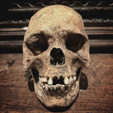 The Pirate - Real human skull