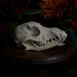 Dog Skull - “Mongrel” With Prominent Underbite