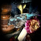 Taxidermy sunbird