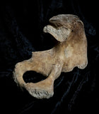 Human hip bone