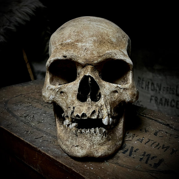 Human skull with mandible