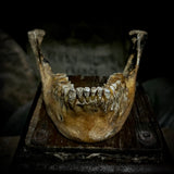 A mandible