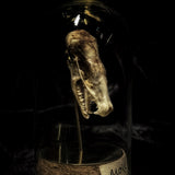 “Mole skull” in a glass dome