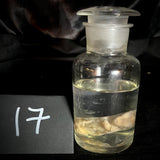 Item 17. Wet Fetal Guinea pig