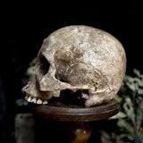 A human skull