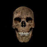 Extremely large Human skull with mandible