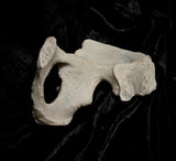 Human hip bone