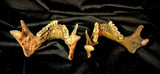 Item 13. Two human mandibles