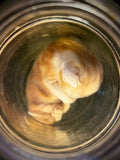 Item 6. Wet Kitty