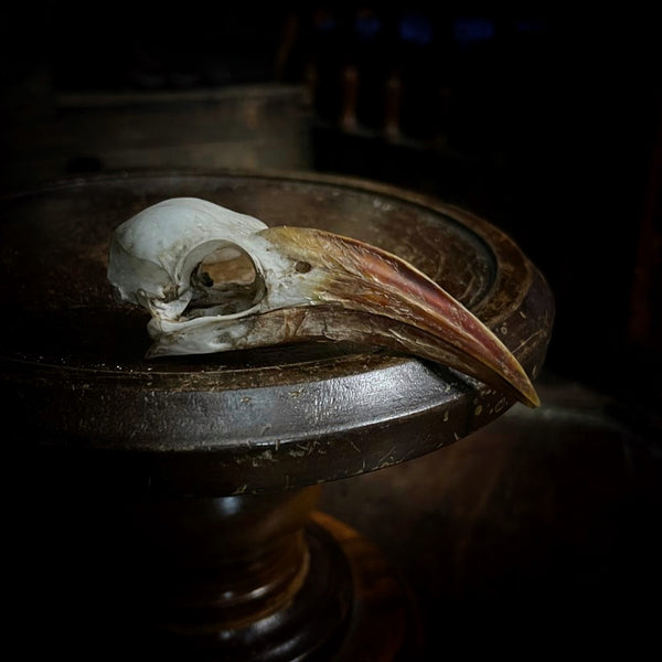 Hornbill Skull