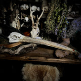 Great white pelican skull