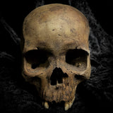 Human skull