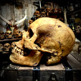 Human skull with mandible