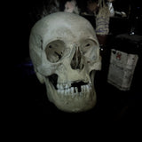Medically prepared human skull