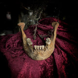 A mandible