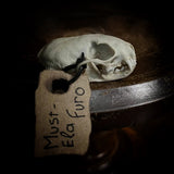 Ferret Skull