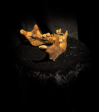 A mandible