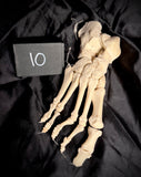 Item 10. Human foot