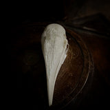 Trumpeter Hornbill Skull
