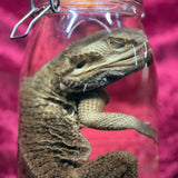 Wet Specimen “Bearded Dragon”