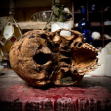 Human skull