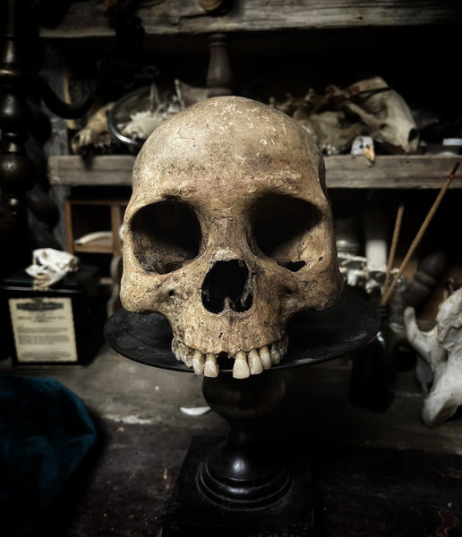 Human skull