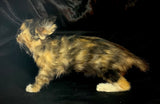 Item 2. Taxidermy kitten