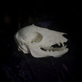 Deformed Piglet Skull
