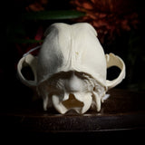 Dog Skull - A Female “Poodle”