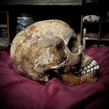 Human skull with mandible
