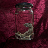 Wet Specimen “Leopard Gecko”