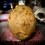 Human skull