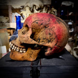 Human skull with mandible