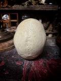 Medically prepared human skull