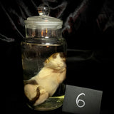 Item 6. Wet kitten