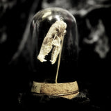 “Mole skull” in a glass dome