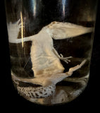 Item 8. Leopard gecko wet specimen