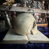 Medically prepared human skull