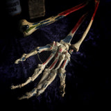 Medically articulated (Right) Human Hand and Arm