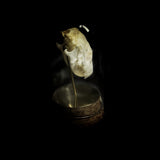 “Hedgehog skull” in a glass dome